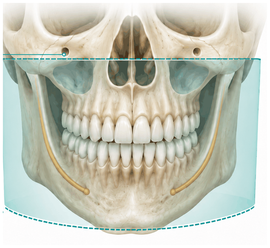 Anatomski prikaz CBCT STANDARD 12×9 polja snimanja